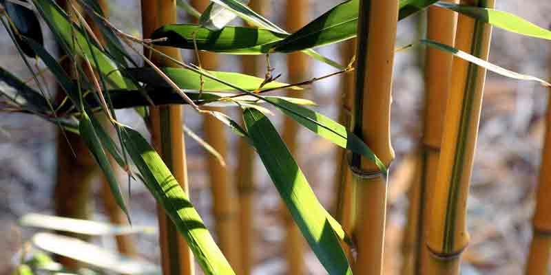 Can Chickens Eat Bamboo Leaves