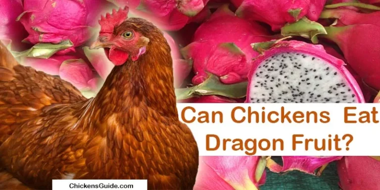 can chickens eat dragon fruit