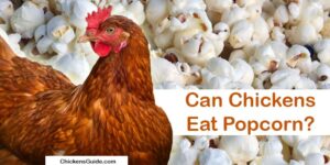 chickens eating popcorn