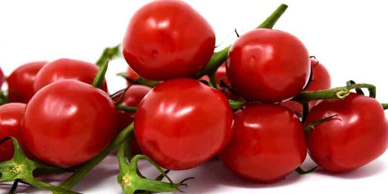 Can Chickens Eat Cherry Tomatoes