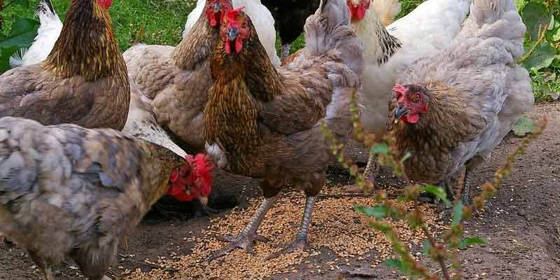 8 Different Types of Chicken Feeds
