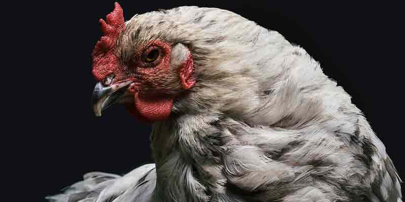 How To Tell If A Chicken Is Sick