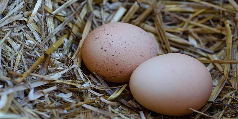 How Long Do Fresh Laid Eggs Last