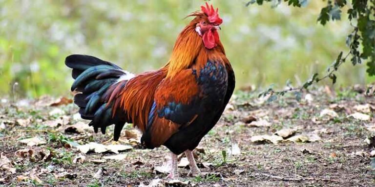 How Long Does a Rooster Live