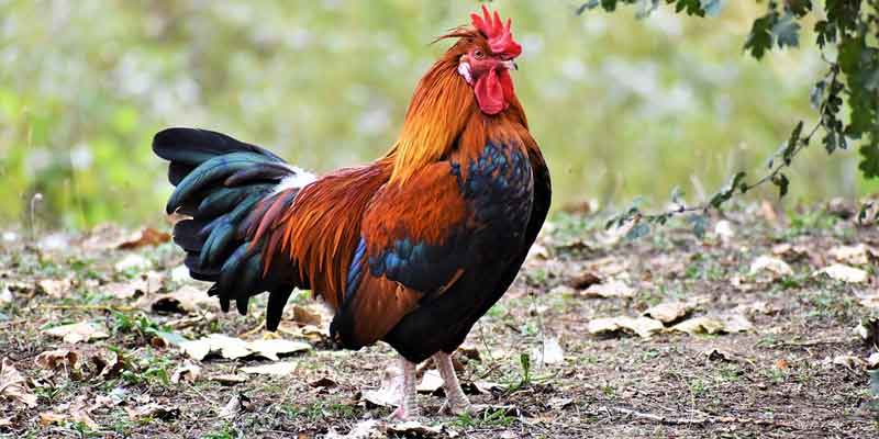 How Long Does a Rooster Live