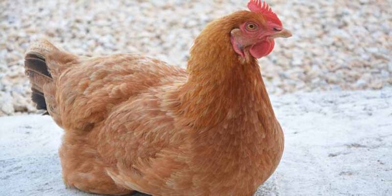 Is It Painful For Chickens To Lay Eggs