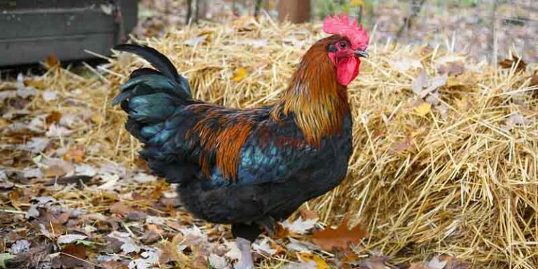 Can Roosters Live Alone