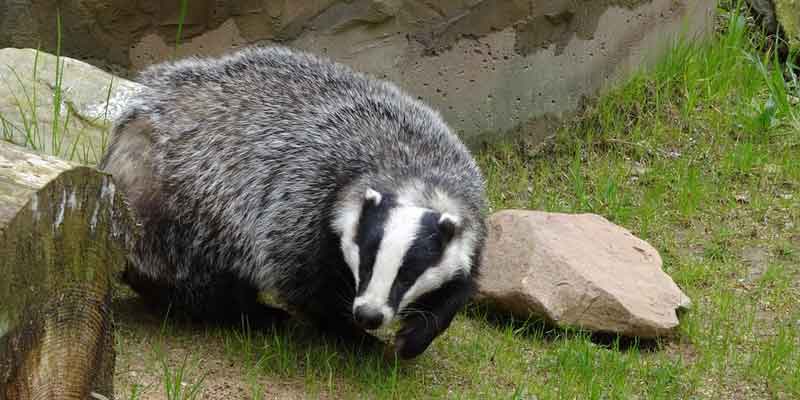 Do Badgers Eat Chickens