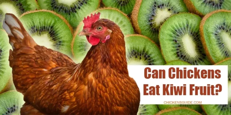 can chickens eat kiwi fruit