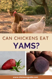 can chickens eat yams