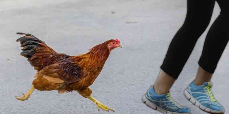 Why Do Chickens Chase You