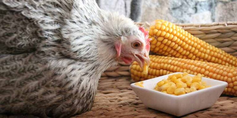 Can Chickens Eat Corn