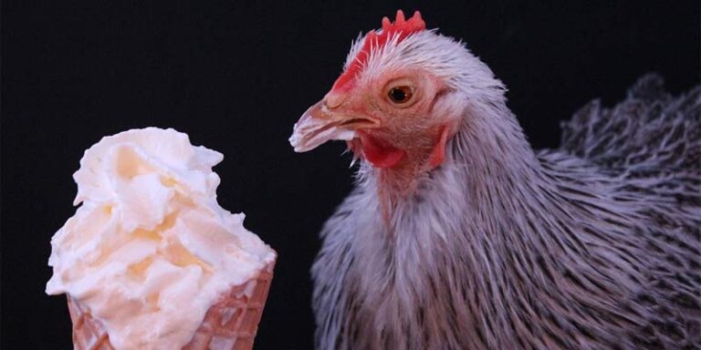 Can Chickens Eat Ice Cream