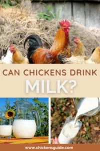 can chickens drink milk