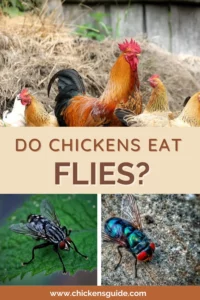 do chickens eat flies
