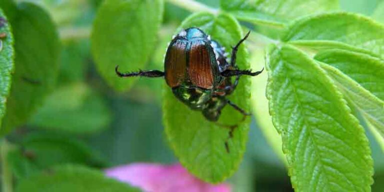 Do Chickens Eat Japanese Beetles