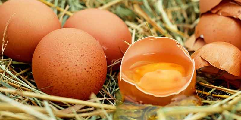 Why Chickens Lay Rotten Eggs