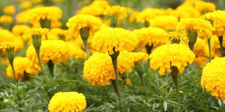 can chickens eat marigold
