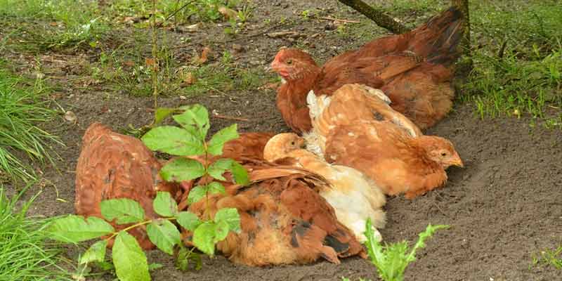 Why Do Chickens Huddle Together