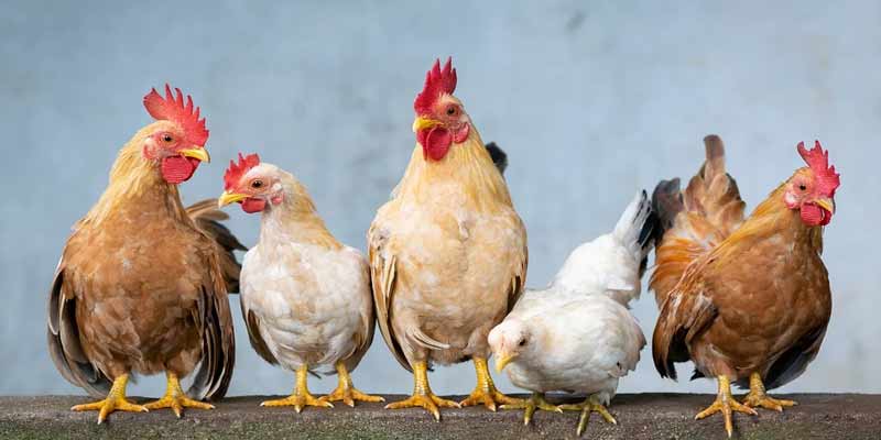 Why You Shouldn’t Keep Chickens as an Indoor Pet