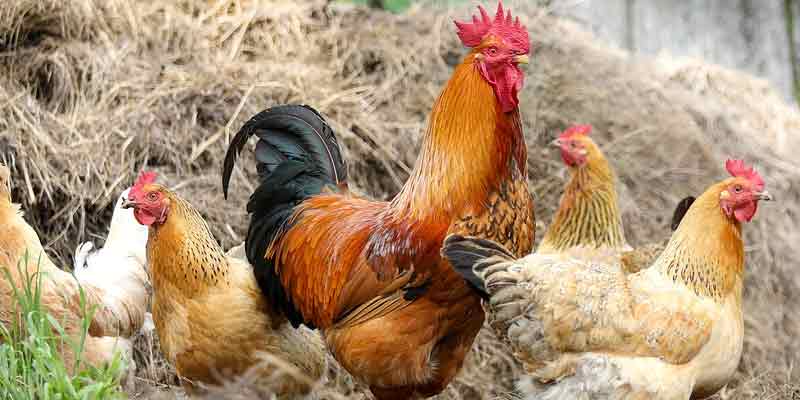 Do You Need a Rooster for Hens to Lay Eggs