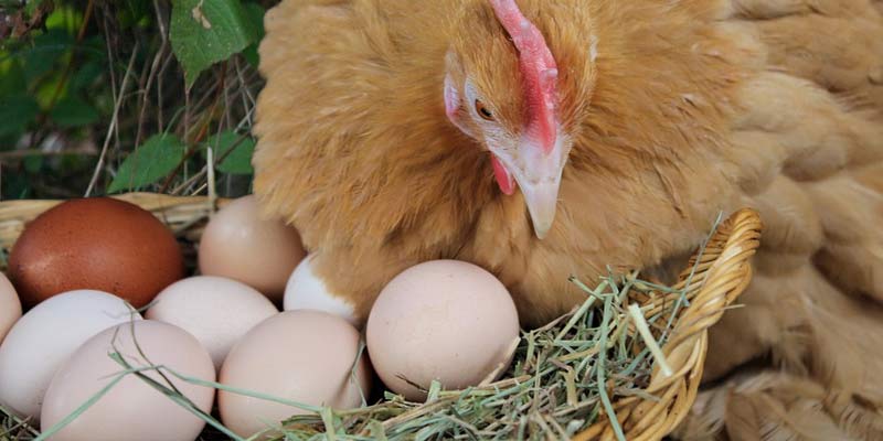 Are Chickens Protective of Their Eggs