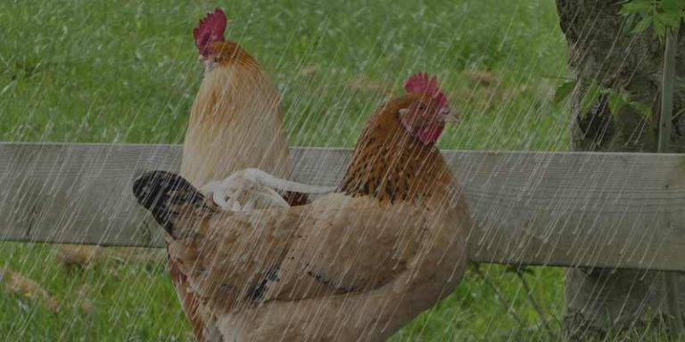 Should Chickens Be Out In The Rain