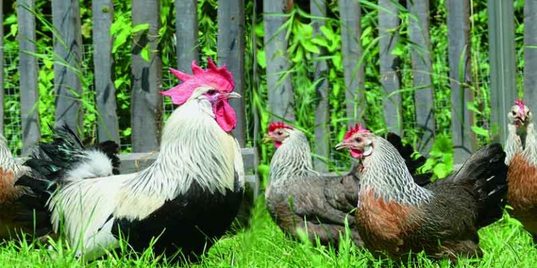 How to Keep Chickens out of Your Garden