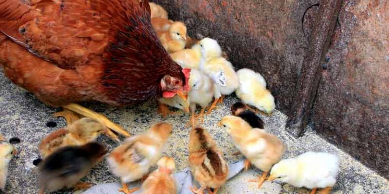 Can Laying Hens Eat Chick Starter Feed