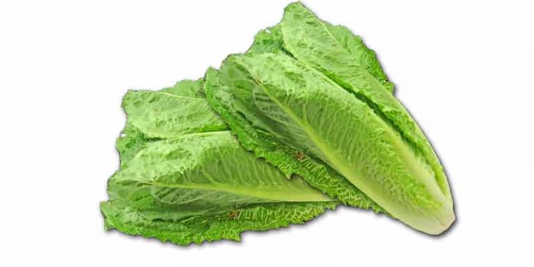 Can Chickens Eat Romaine Lettuce
