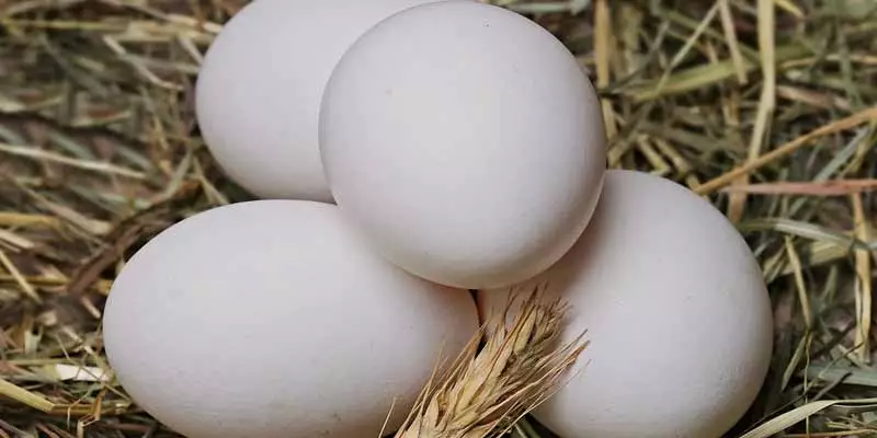 How To Get Chickens to Lay Bigger Eggs