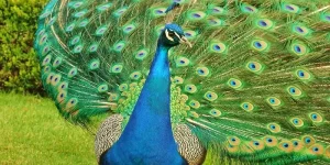Can Peacocks Become Aggressive