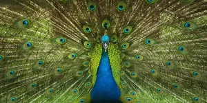 How Long Can Peacocks Live?