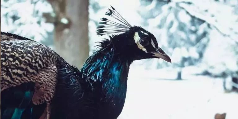 Can Peacocks Live In Cold Weather