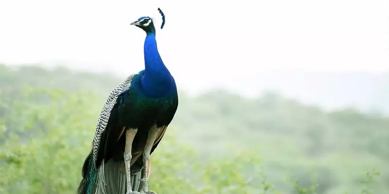Can Peacocks Be Pets