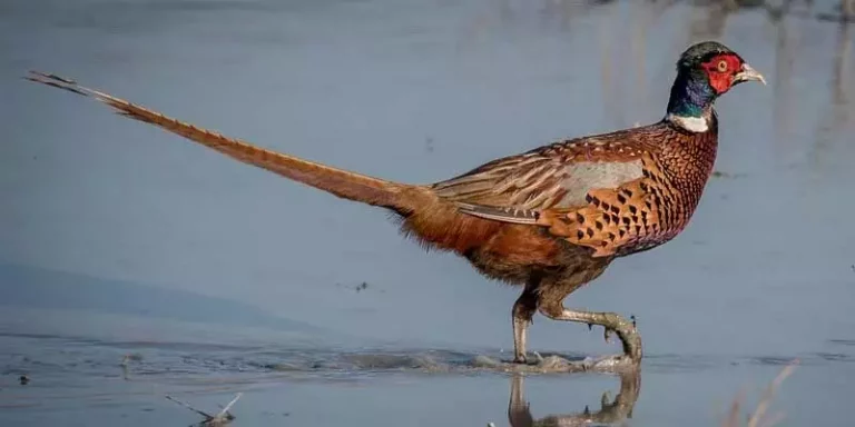 Can Pheasants Swim