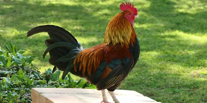 Is a Rooster a Mammal