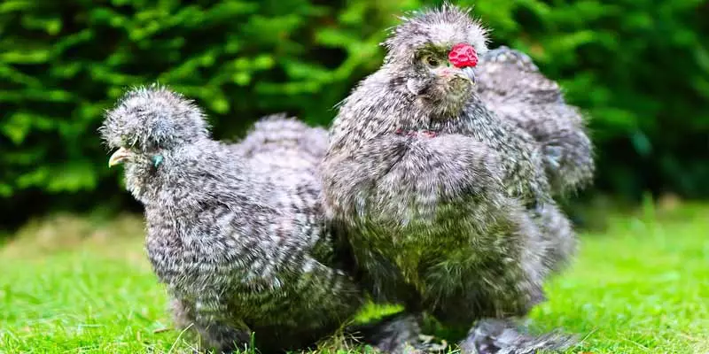 When Do Silkies Start Laying Eggs
