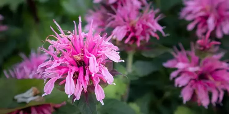 Can Chickens Eat Bee Balm
