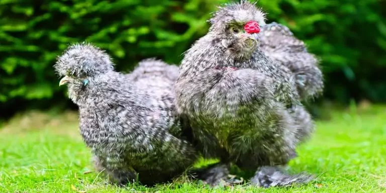 Can Silkie Chickens Fly