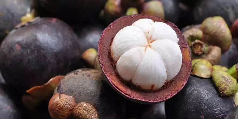 Can Chickens Eat Mangosteen