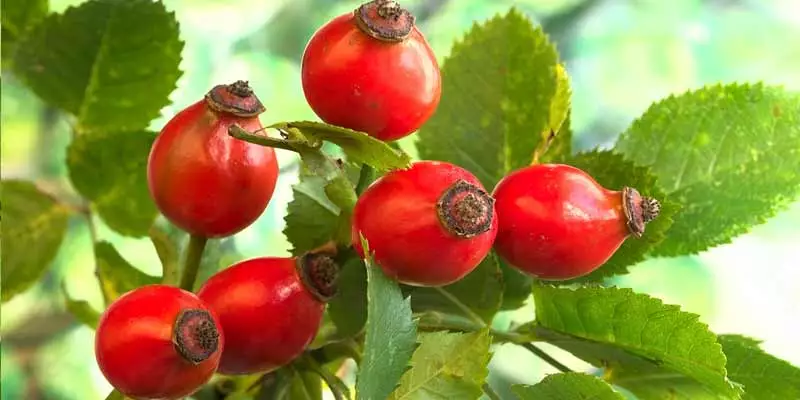 Can Chickens Eat Rose Hip