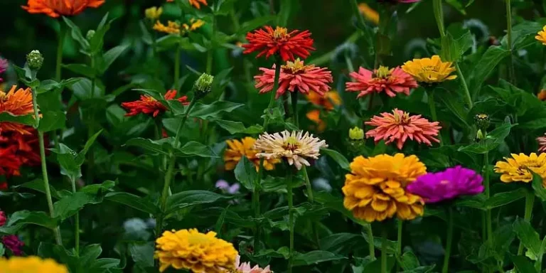 Can Chickens Eat Zinnia