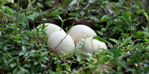 How Big Are Peacock Eggs