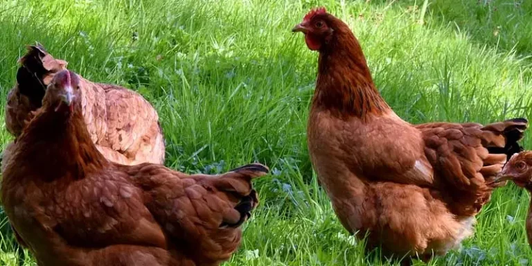 Most Common Ways To Accidentally Kill Your Chickens