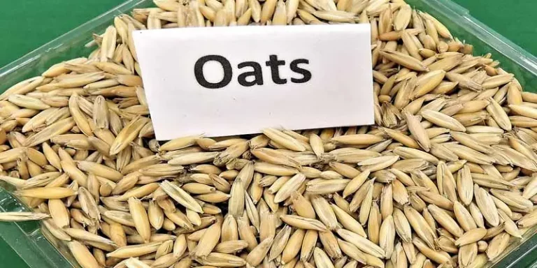 Can Chickens Eat Oats
