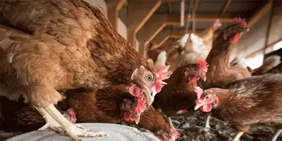 When Do Chickens Need Heat In Coop