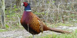 How Long Can Pheasants Go Without Water