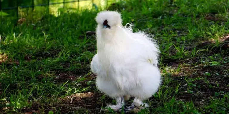 How Long Do Silkie Chickens Live