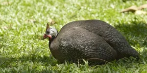 How Many Eggs Does a Guinea Fowl Lay